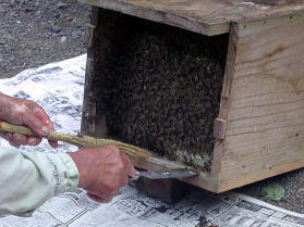 �Y�Ă������̋߂��̎R�ɒu���Ă������{���I�̑���