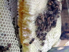 ������؂蕪����