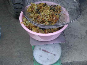 ���́A�����ɓ���Ă��̂܂ܐ���Ă���̂�҂��܂�